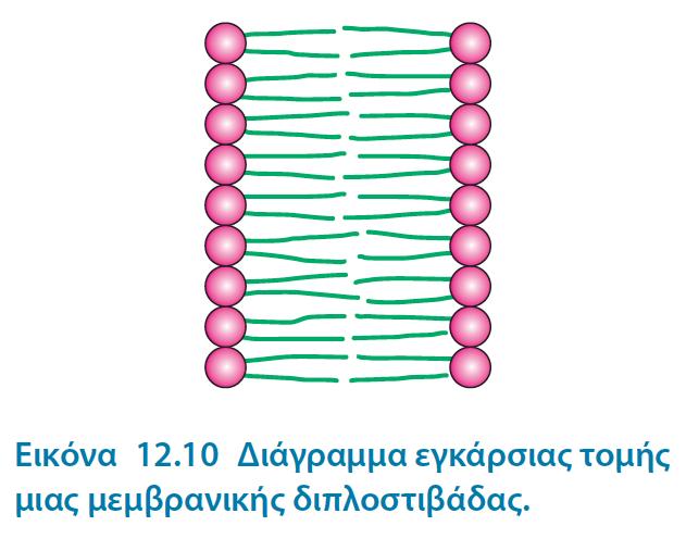 Τα φωσφολιπίδια και τα γλυκολιπίδια σχηματίζουν αυθόρμητα διμοριακά φύλλα σε υδάτινο περιβάλλον Σχηματισμός μεμβρανών: συνέπεια της αμφιπαθούς φύσης των φωσφολιπιδίων (πολικές κεφαλές => επαφή με το