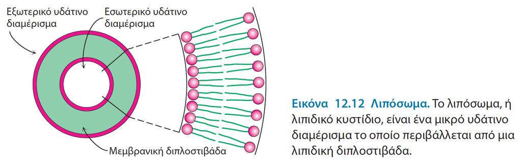 μία λιπιδική διπλοστιβάδα. https://vimeo.