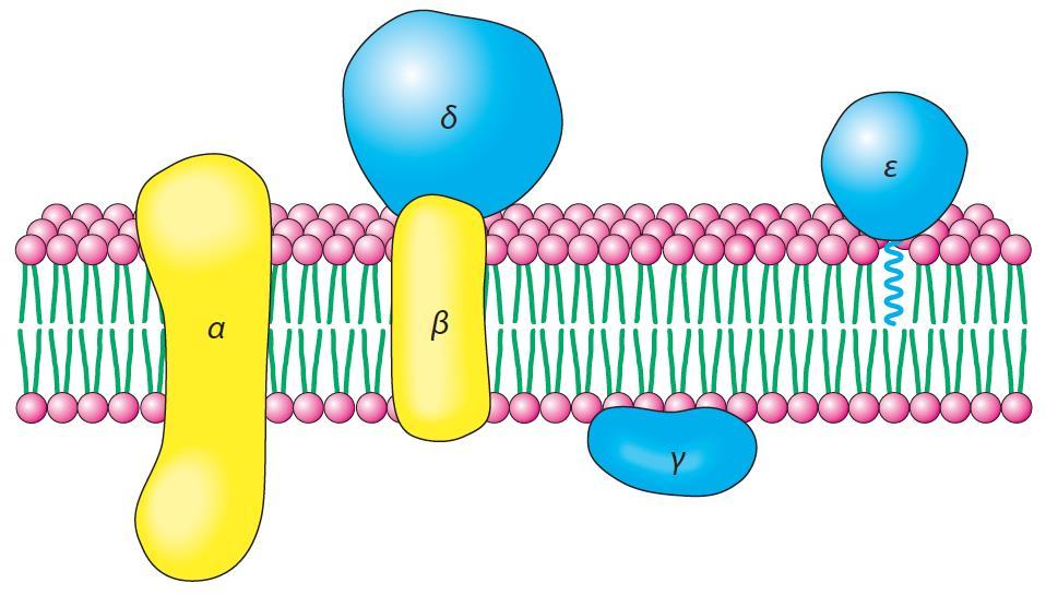 Οι πρωτεΐνες συνδέονται με τη λιπιδική διπλοστιβάδα με μία ποικιλία τρόπων Η ευκολία με την οποία μία