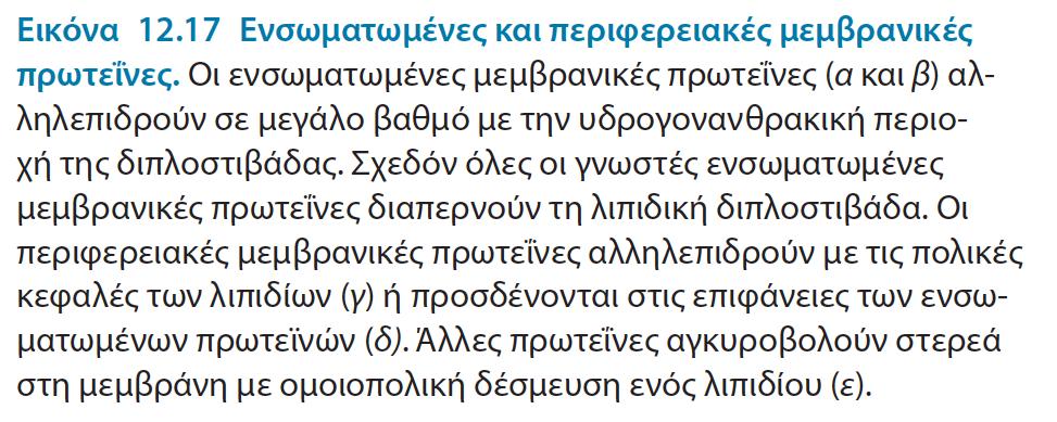 Οι μεμβρανικές πρωτεΐνες μπορούν να ταξινομηθούν σε: Περιφερειακές (συνδέονται επιφανειακά με ηλεκτροστατικές