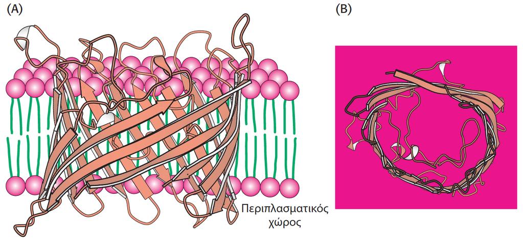 μεμβράνες Μία πρωτεΐνη-δίαυλος