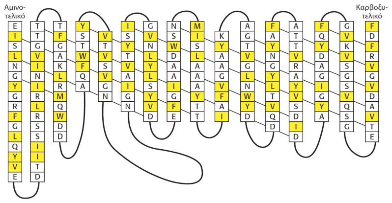 β-πτυχώσεις.