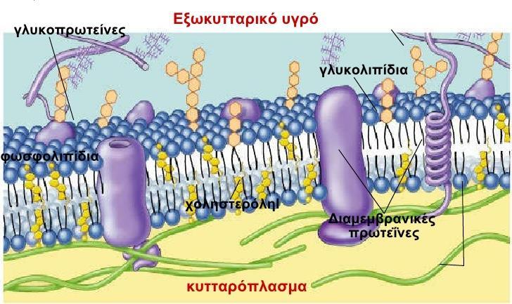 Η λιπιδική διπλοστιβάδα έχει διπλό ρόλο: είναι τόσο διαλύτης για τις ενσωματωμένες μεμβρανικές πρωτεΐνες όσο και φραγμός διαπερατότητας.