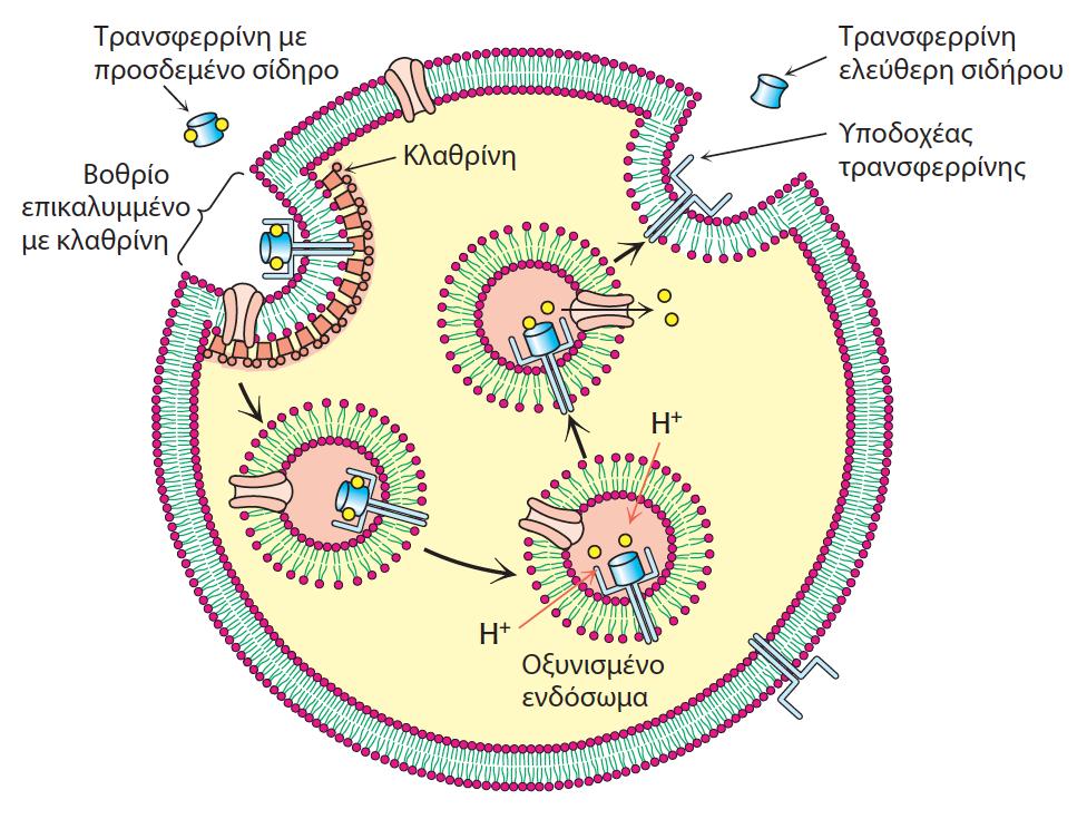 Παράδειγμα ενδοκυττάρωσης μέσω υποδοχέα: Μεταφορά σιδήρου μέσω του υποδοχέα της τρανσφερρίνης Σίδηρος: κρίσιμο στοιχείο για τη δομή