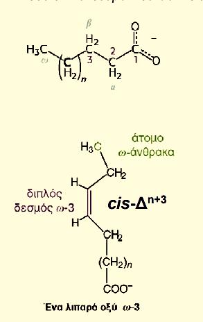 Λιπαρά οξέα δεν υπάρχουν ελεύθερα στις κυτταρικές μεμβράνες Αλλά αποτελούν την σημαντικότερη ομάδα (συστατικό) των φωσφολιπίδιων που δομούν την κυτταρική μεμβράνη οι φυσικές