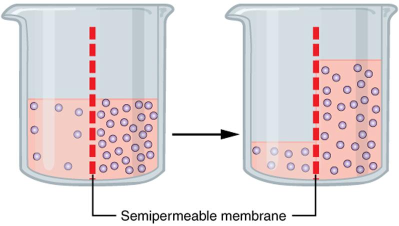 PRIKAZ OSMOZE Z JAJCEM Uvod: Kaj je osmoza? Za razumevanje najprej kratka miselna razlaga: imamo posodo, razdeljeno na dva dela s semipermeabilno (izbirno prepustno) membrano (ilustracija).