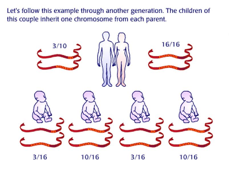 IDENTIFIKACIJA ČLOVEKA S POMOČJO NJEGOVE DNK Najprej si oglejmo STR lokusa D8S1179. Spodnja tabela prikazuje frekvence (pogostosti) nekaterih alelov za D8S1179 v različnih populacijah.