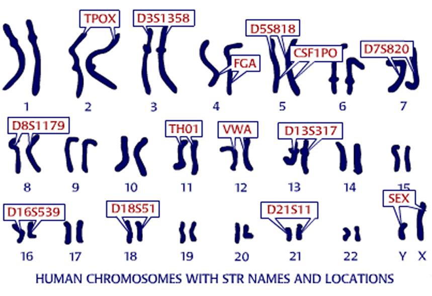 očetovstva. Naša Alel = različica gena) Genski lokus = položaj alela na kromosomu) raziskava temelji na analizi dedovanja DNK polimorfizmov, ki jim rečemo kratka ponavljajoča zaporedja oz.