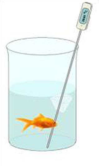 Določanje hitrosti dihanja v mrzli vodi Dopolnite drugo merilno čašo z akvarijsko vodo (cca. 500 ml). S pomočjo lovilne mreže previdno preložite ribico v merilno čašo.