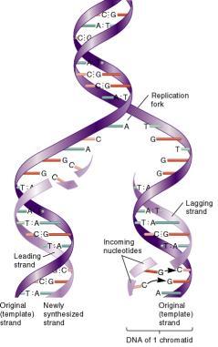Replikacija DNK Replikacija DNK I. Opšte karakteristike replikacije: A. Semikonzervativni proces B. Replikacioni početak C. Bidirekcioni D.