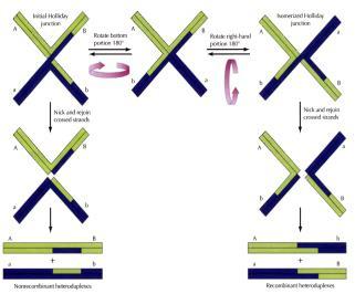 Ligacija prekinutih lanaca stvara krstastu formaciju (Hollidayeva veza) Holidejova veza Urezivanje roditeljkse DNK Razmena lanaca Ligacija Rešavanje Holidejovog intermedijara a) Dva