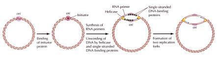 Enzimi i drugi proteini u replikaciji Polimeraze (5-3 ) Ligaza Nukleaze ( egzonukleaze i endonukleaze) Helikaze Topoizomeraze SSB proteini Proteini u replikaciji DNK Protein Tip ćelije
