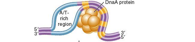 sekvenca se savija oko DNK A proteina, a istovremeno