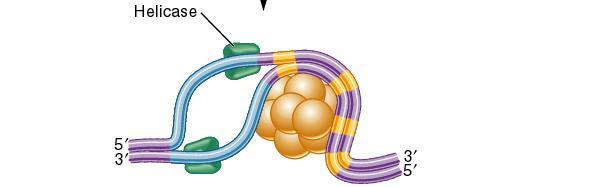 parovima DNK sekvenca oric SSB SSB Koriste energiju