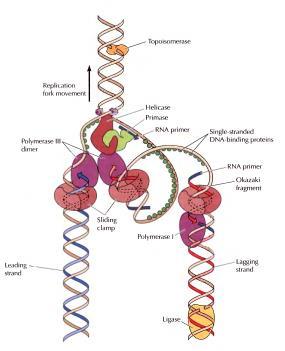 ligase growing replication fork Smer replikacione viljuške DNA polimeraza III RNA RNK Ali DNK polimeraza I može samo ugrađivati nukleotide na kraj postojećeg DNK lanca Na kraju gube se nukleotidi pri
