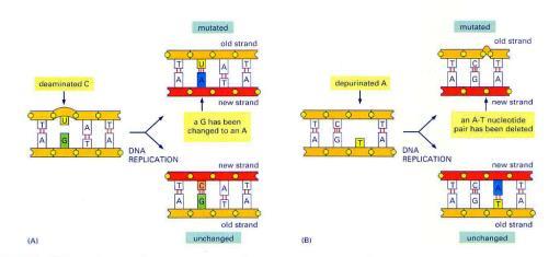 C Susedni timini u DNK Dimer timina Alkilacija G C O 6 -metilguanin
