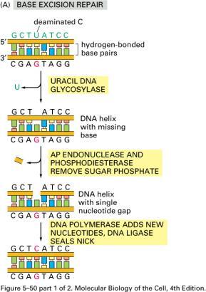 Ekciziona reparacija 2) Reparacija isecanjem baza Deaminacijom citozina nastaje U. Uracil DNK glikozidaza kida vezu uzmeđu U i DNK i nastaje AP mesto.