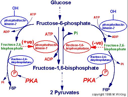 Fruktóza-2,6-bifosfát metabolit