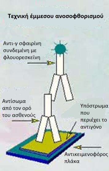 ανοσοσφαιρίνης που θα συζευχθεί, καθορίζεται από την αναλογία F/P, ενώ η ειδικότητα της συζευγμένης ανοσοσφαιρίνης καθορίζεται από την ενεργοποίηση εκ νέου της τάξης της ανοσοσφαιρίνης.