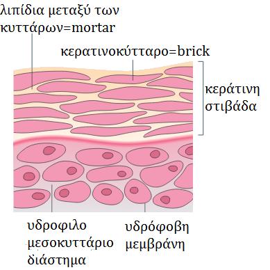 δομή της κεράτινης στιβάδας. 6 Τα κύτταρα πεθαίνουν όταν φτάσουν στο ανώτερο επίπεδο της επιδερμίδας (προγραμματισμένος κυτταρικός θάνατος).