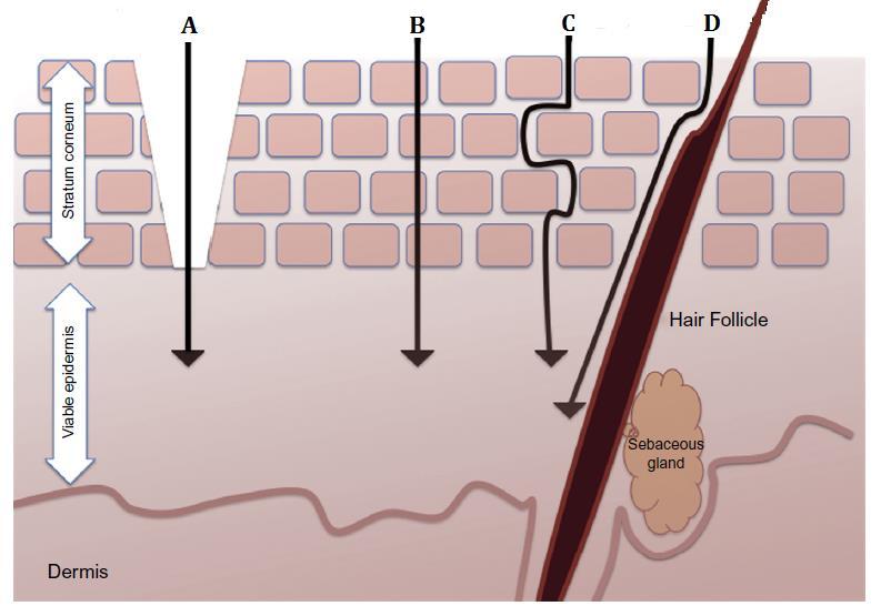 Η διαπερατότητα του δέρματος (Εικόνα 5), και των υπολοίπων βιολογικών μεμβρανών, για την πλειονότητα των φαρμακομορίων, θεωρείται ότι επιτυγχάνεται με το μηχανισμό της παθητικής διάχυσης, μέσω 25 : 1.
