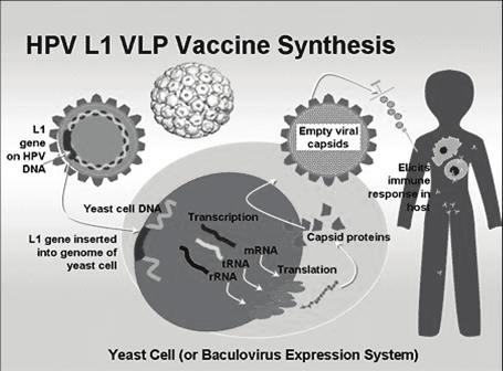 , J Pediatr 1998; Franco et al., JID 1999; Molano et al.