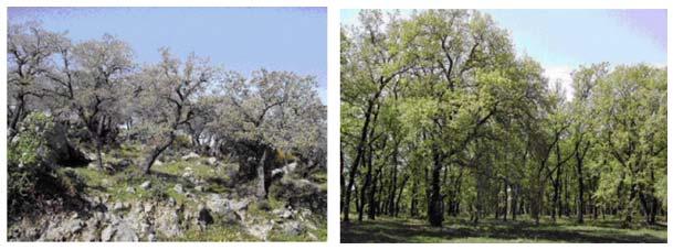 Εικόνα 1 Εικόνα2 Ποια από τις δύο περιοχές, κατά τη γνώμη σου,