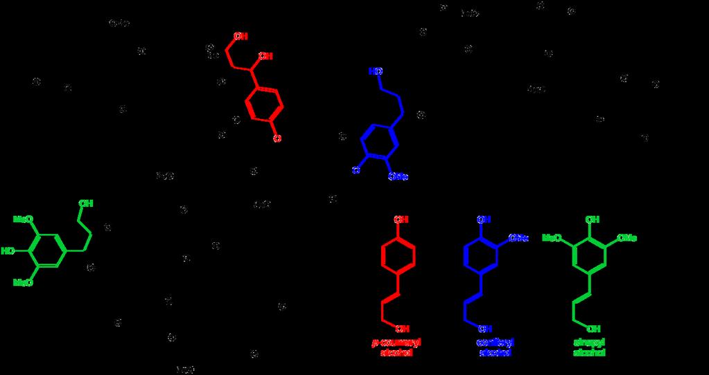 Οι τρεις (3) πρόδρομες αλκοόλες της λιγνίνης Εκχυλίσματα ΕΙΚ. 19γ. Πιθανή μακρομοριακή δομή της λιγνίνης του ξύλου (βλ. lignin model).