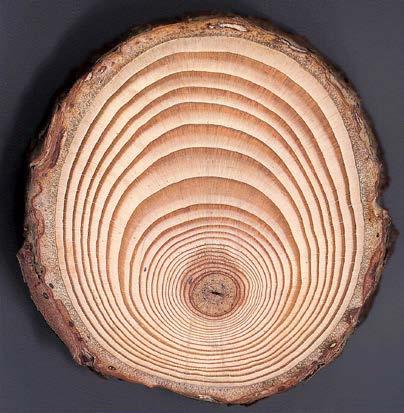 ΚΕΦΑΛΑΙΟ 6. ΣΦΑΛΜΑΤΑ ΔΟΜΗΣ Κάθε απόκλιση από την κανονική δομή του ξύλου, η οποία ταυτόχρονα υποβαθμίζει και την αξία χρήσης του θεωρείται ως σφάλμα δομής του ξύλου (wood defect).