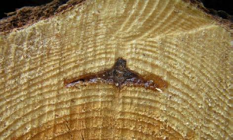 Α. Β. ΕΙΚ. 31. Ρητινοθύλακες σε ξύλο κωνοφόρων ειδών: (Α) Μεγάλου μεγέθους ρητινοθύλακας σε στρογγυλή ξυλεία πεύκου.