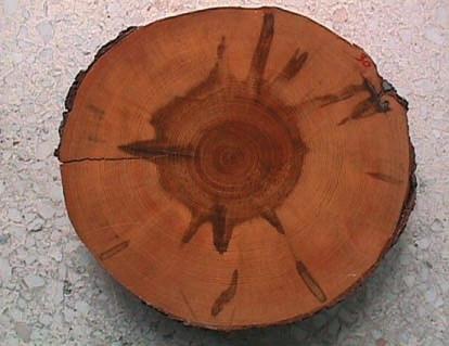 Ερυθρό (ακανόνιστο) εγκάρδιο σε κορμό οξιάς (Fagus sylvatica). ΕΙΚ. 34Β. Υγρό εγκάρδιο σε στρογγυλή ξυλεία ελάτης (Abies sp.) Τα αίτια δημιουργίας του υγρού εγκάρδιου δεν έχουν ακόμα εξακριβωθεί.