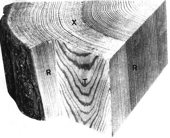 X R T R (i) X R R T ΕΙΚ. 1Γ. Μακροσκοπική όψη των τομών ξύλου σε κωνοφόρο (i), και πλατύφυλλο είδος (ii).