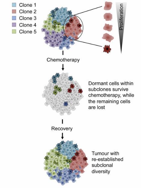 Impact of treatment on cancer stem cells Functional and
