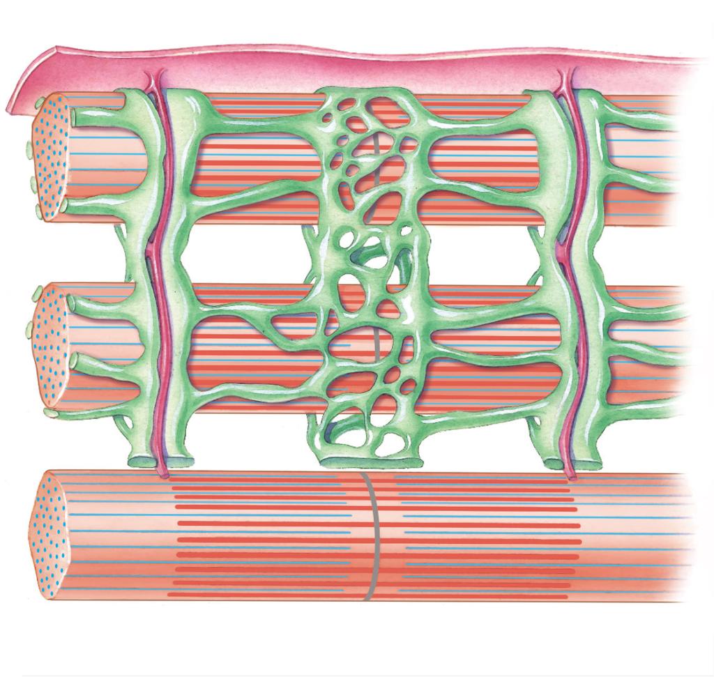 Εικόνα 8-9 Η σχέση των σωληναρίων Τ και του σαρκοπλασματικού δικτύου με τα μυϊκά ινίδια.