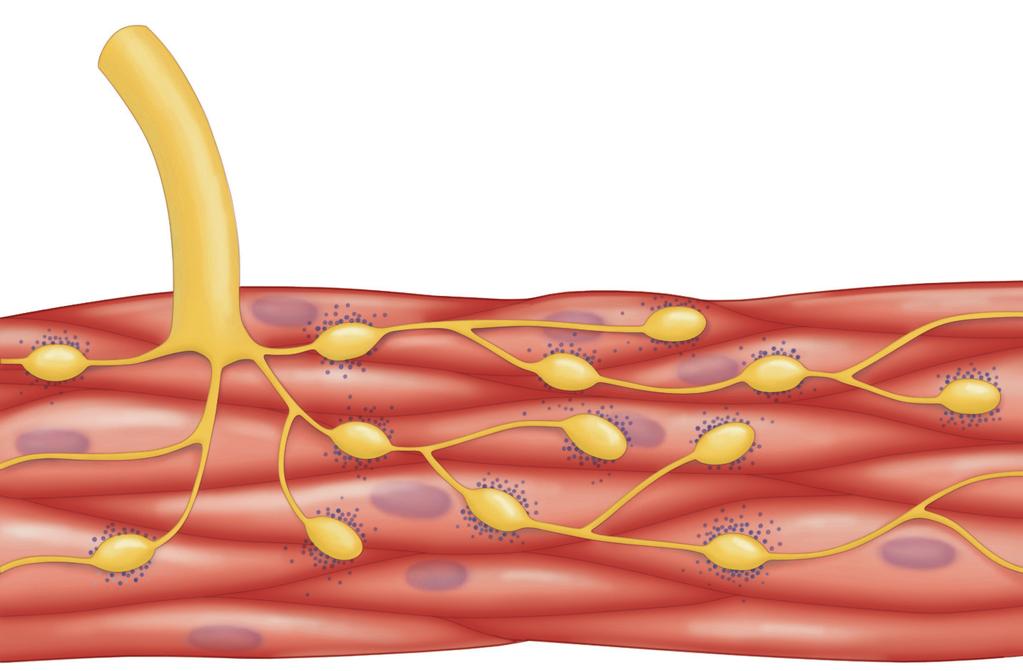 Εικόνα 8-33 Νεύρωση των λείων μυών από τις τελικές διακλαδώσεις μεταγαγγλιακών ινών του αυτόνομου νευρικού συστήματος.