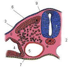 1. Νευρικός σωλήνας 2. Νωτιαία χορδή 3. Σκληροτόμιο 4. Ενδοεμβρυϊκό κοίλωμα 5.