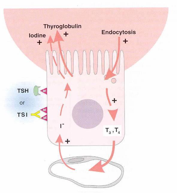 θυρεοσφαιρίνη TSI: Αντισώματα διεγερτικά του υποδοχέα της TSH, διεγείρουν