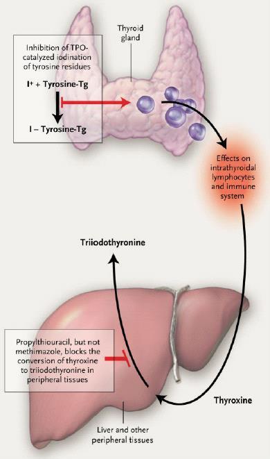 Δράσεις αντιθυρεοειδικών φαρμάκων David
