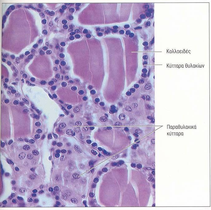 Θυρεοειδής ο μόνος ενδοκρινής αδένας του οποίου το εκκριτικό προϊόν αποταμιεύεται σε μεγάλη ποσότητα μέσα στο εξωκυττάριο