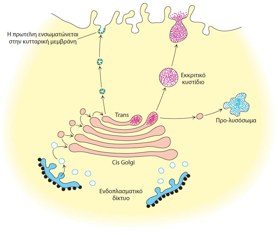 Η γλυκοζυλίωση των πρωτεϊνών λαμβάνει χώρα στον αυλό του ενδοπλασματικού δικτύου και στη