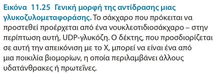 Ειδικά ένζυμα είναι υπεύθυνα για τη συγκρότηση των ολιγοσακχαριτικών μονάδων Οι σύνθετοι υδατάνθρακες συντίθενται μέσω της δράσης ειδικών ενζύμων, των γλυκοζυλομεταφορασών, τα οποία καταλύουν