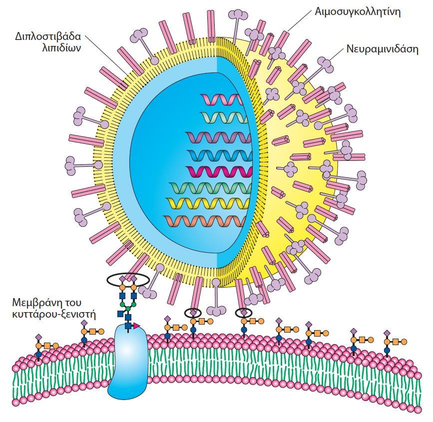 Ο ιός της γρίπης προσδένεται σε κατάλοιπα σιαλικού οξέος Ο ιός της γρίπης αναγνωρίζει και τα κατάλοιπα σιαλικού οξέος που