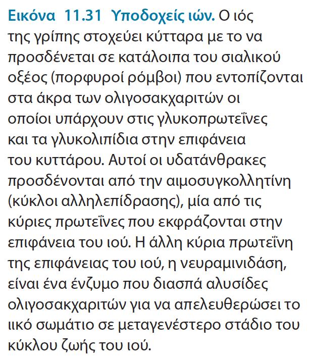 Αιμοσυγκολλητίνη: ιϊκή πρωτεΐνη με την οποία προσδένεται ο ιός στη μεμβράνη του κυττάρου ξενιστή.