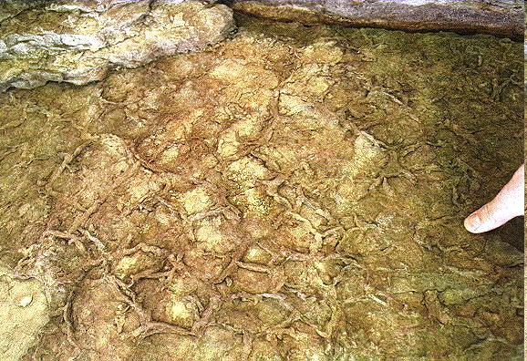 Recentne desikacijske pukotine SEDIMENTNE KLASIFIKACIJA