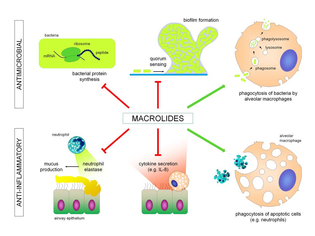 Αντιμικροβιακές και αντιφλεγμονώδεις δράσεις των μακρολίδων Figure Review Macrolides:
