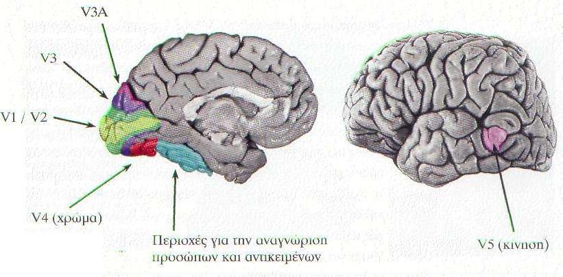 V1 & V2 ευθύνονται για το χρώμα και τη μορφή, V4 ευθύνεται για το χρώμα