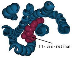 ΡΟΔΟΨΙΝΗ ΜΕΤΑΡΟΔΟΨΙΝΗ ΙΙ Η μορφή της ρετινάλης που