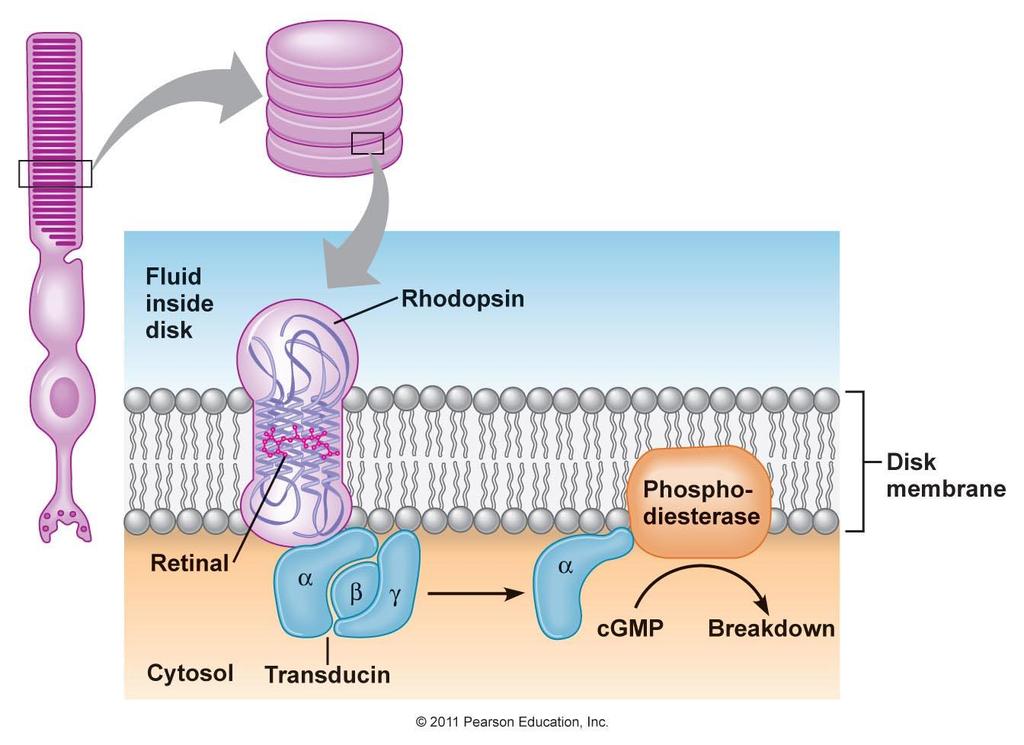 Η αλλαγή στο μόριο της ροδοψίνης με την μετατροπή της σε μεταροδοψίνη ΙΙ όταν απορροφά φως ενεργοποιεί μια G