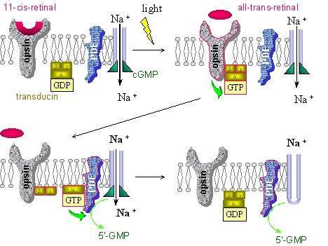 Το φως προκαλεί αλλαγή στο μόριο της ροδοψίνης με την μετατροπή της σε μεταροδοψίνη ΙΙ ενεργοποίηση G πρωτεΐνης (τρανσδουκίνη) ενεργοποίηση της