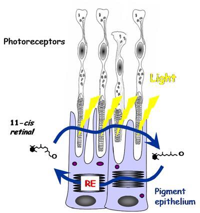 Με το φως: η cis μορφή της ρετινάλης που είναι ανενεργός, μετατρέπεται σε trans μορφή.